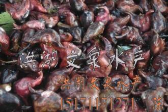 供應(yīng)水栗