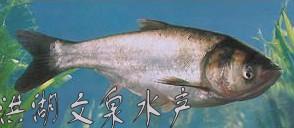 供應(yīng)白鰱