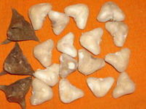 供應(yīng)新鮮菱角米