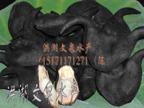 供應(yīng)水栗