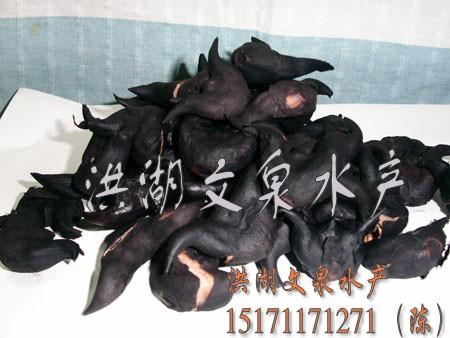 供應(yīng)水栗