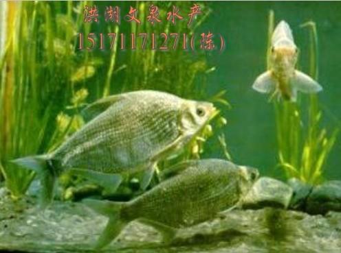 供應(yīng)武昌魚