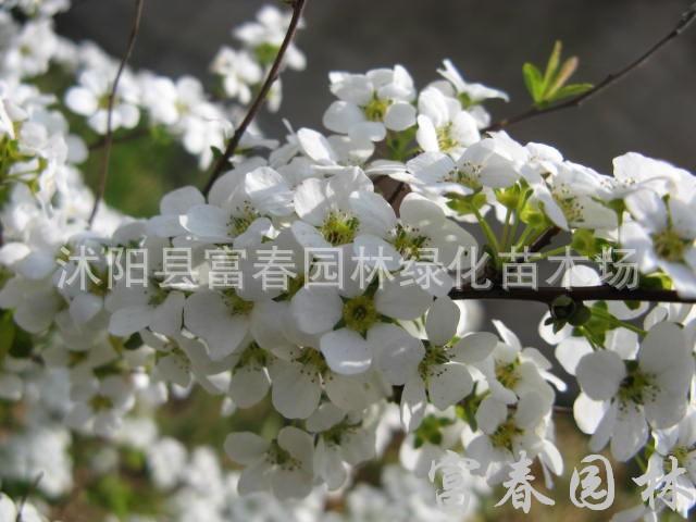 供珍珠绣线菊，别名柳叶绣线菊、白花绣线菊、喷雪花、雪柳图片