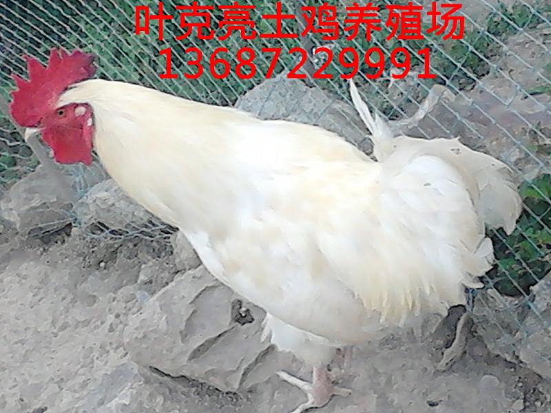 供應公雞土公雞母雞山林放養(yǎng)土雞