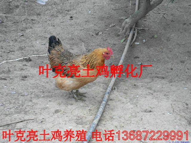供應(yīng)土雞湖北宜昌純土雞母