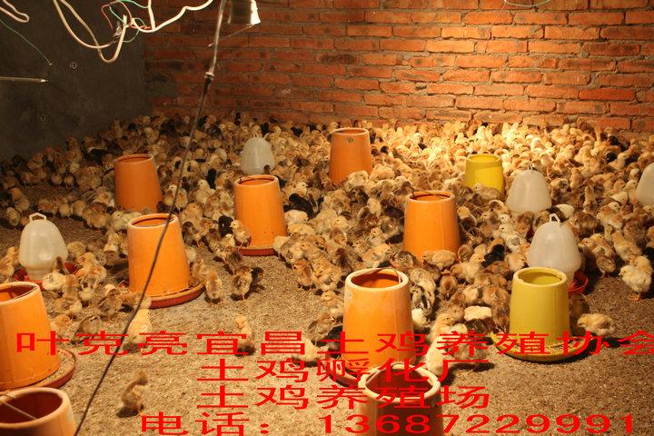 生態(tài)農(nóng)家土雞圖片