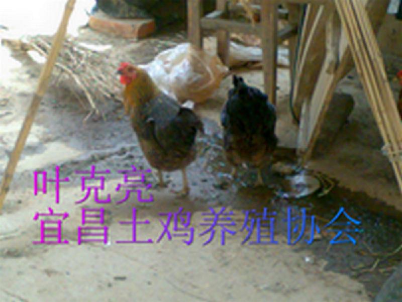 供應(yīng)純正土雞