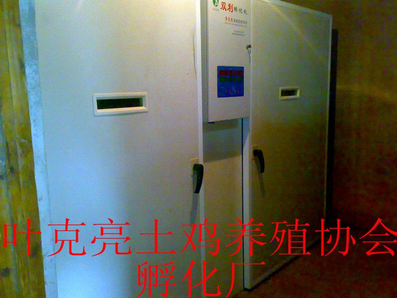供應(yīng)湖北純正土雞苗