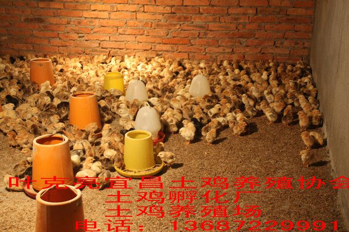 供應(yīng)生態(tài)農(nóng)家土雞，土雞苗，宜昌土雞批發(fā)