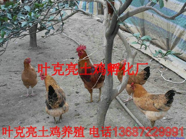 供應(yīng)土雞湖北宜昌純土雞母