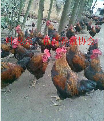 雞土雞優(yōu)質(zhì)土雞圖片