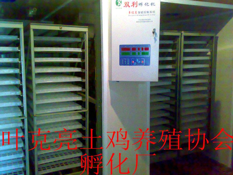供應(yīng)宜昌純正土雞苗土雞蛋