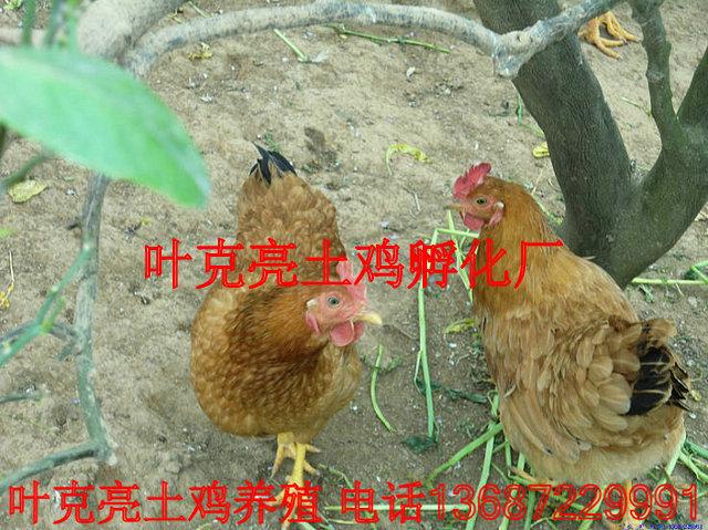 供應(yīng)土雞湖北宜昌純土雞母