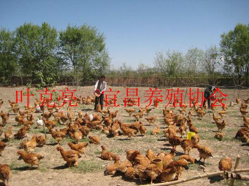 供應(yīng)湖北純正土雞苗