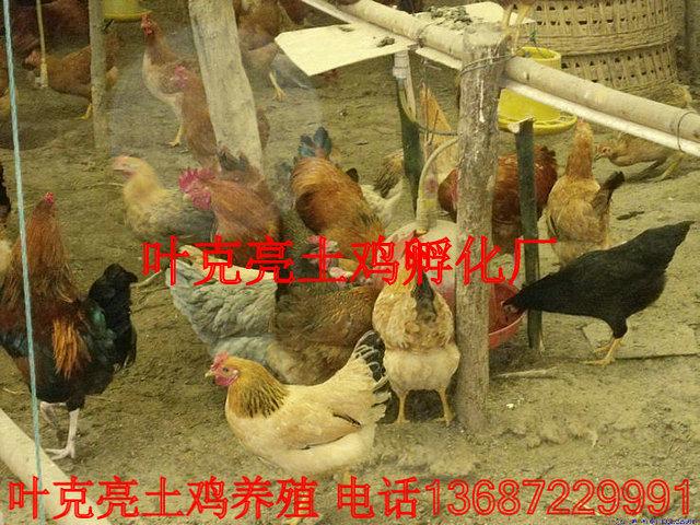 土雞湖北宜昌純土雞母圖片