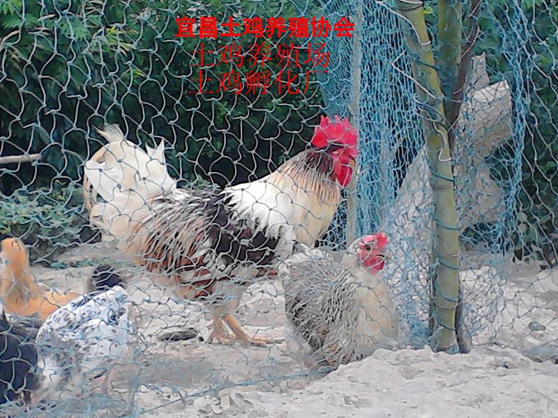 供應公雞土公雞母雞山林放養(yǎng)土雞