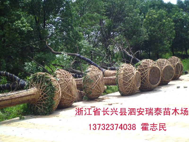 安徽香樟樹圖片