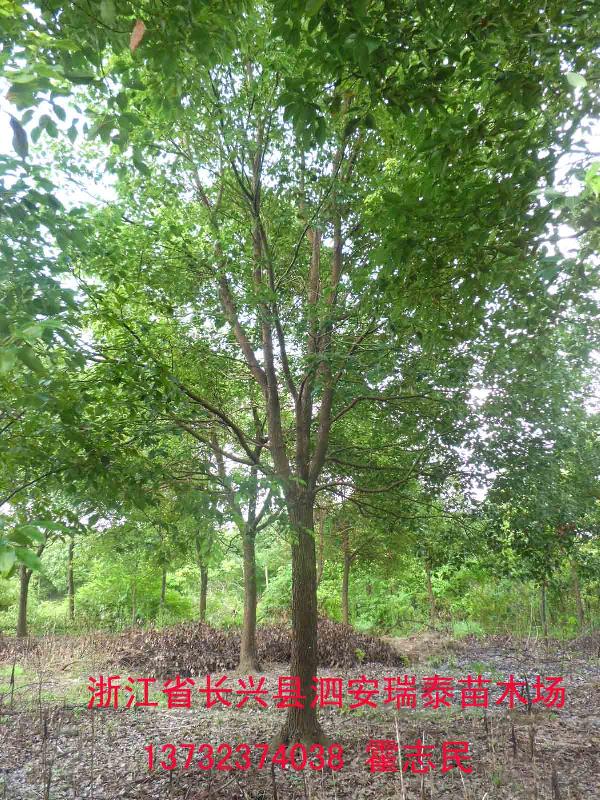 供應貴州行道樹香樟樹批發(fā)，行道樹香樟樹價格多少，貴州香樟樹多少錢