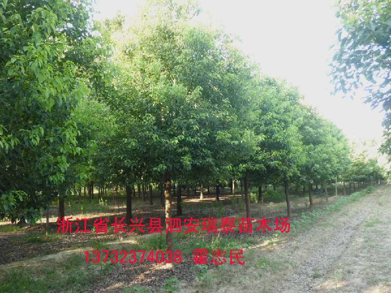 江西香樟樹圖片