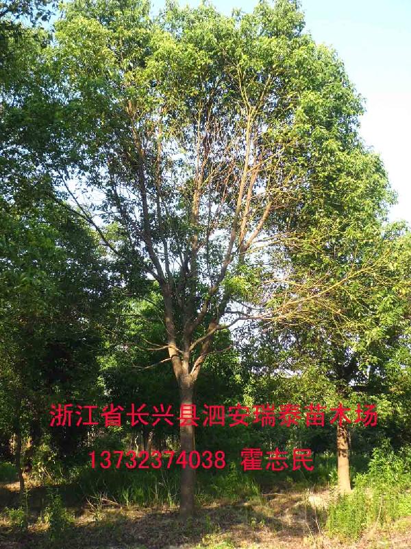供應(yīng)江西香樟樹