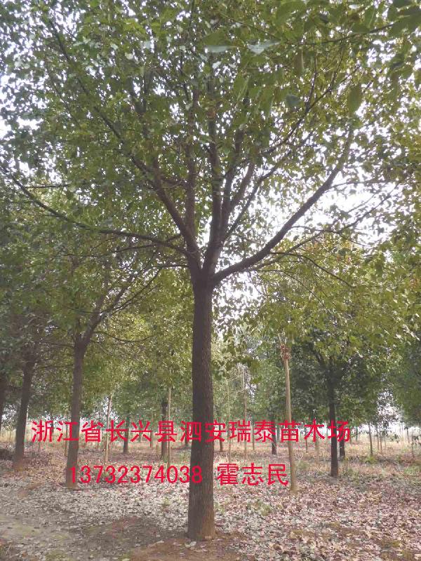 供應(yīng)香樟之鄉(xiāng)供應(yīng)全冠香樟