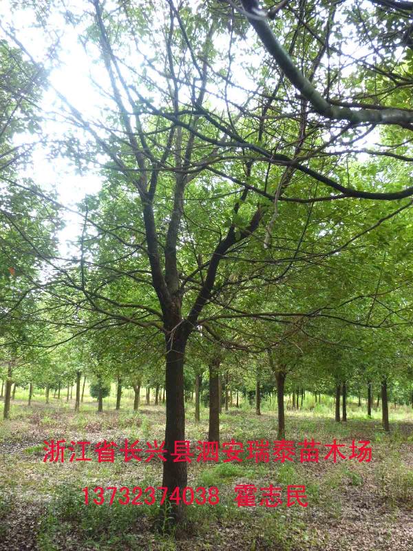 供應貴州行道樹香樟樹批發(fā)，行道樹香樟樹價格多少，貴州香樟樹多少錢