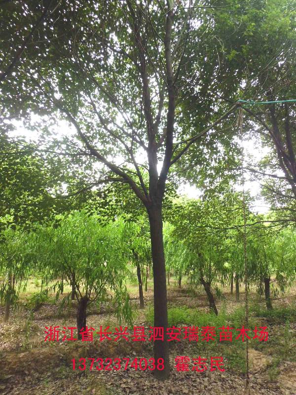 供應(yīng)香樟之鄉(xiāng)供應(yīng)全冠香樟