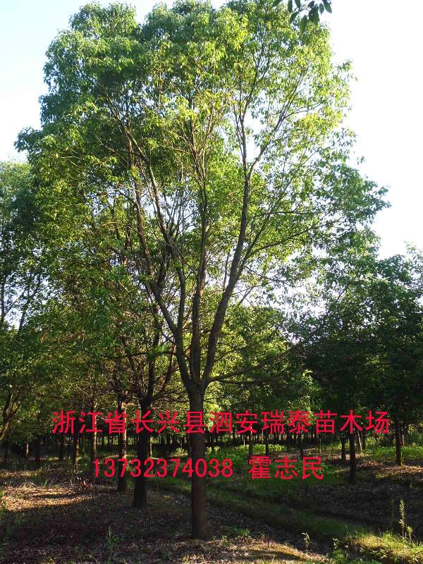供應(yīng)江西香樟樹