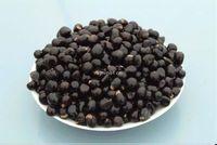 山東臨沂文冠果種植基地圖片