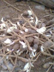 供應油根子芽價格