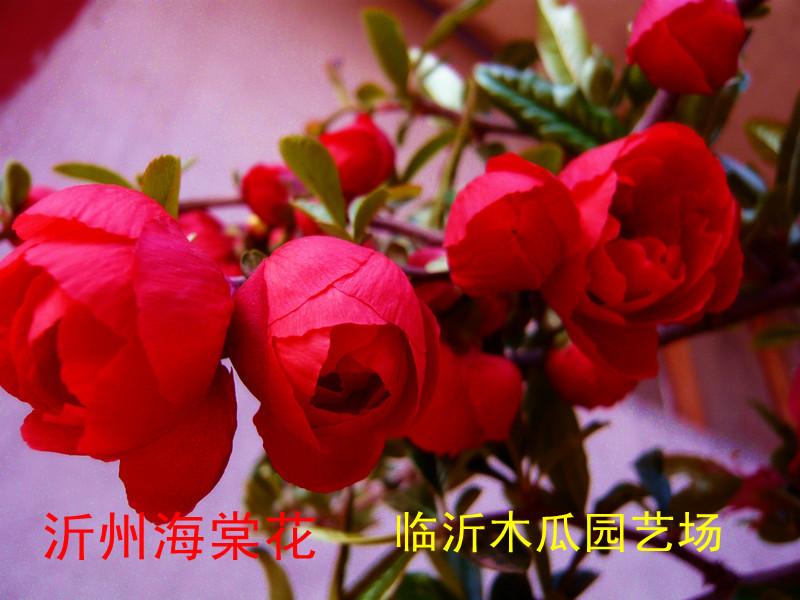 長壽冠海棠圖片