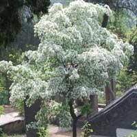 流蘇樹(shù)專(zhuān)業(yè)生產(chǎn)商圖片