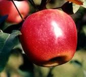 蘋(píng)果西府專(zhuān)業(yè)生產(chǎn)商圖片