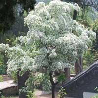 供應油根子芽價格