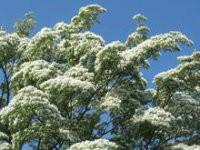 供應(yīng)流蘇樹專業(yè)生產(chǎn)商