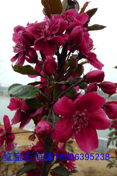 鉆石海棠小苗圖片