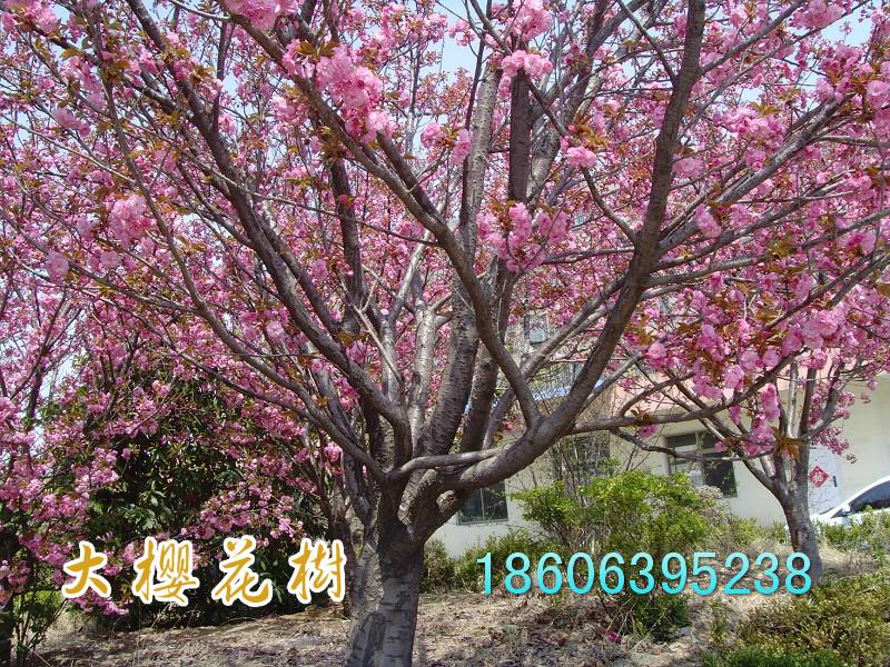 供應(yīng)臨沂櫻花苗