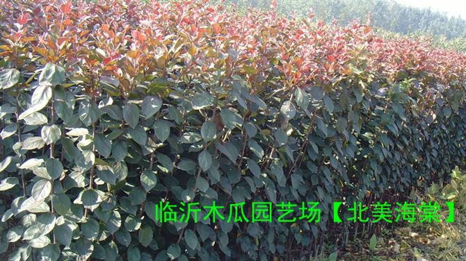 供應(yīng)北美彩葉樹種-海棠，齊魯苗木基地
