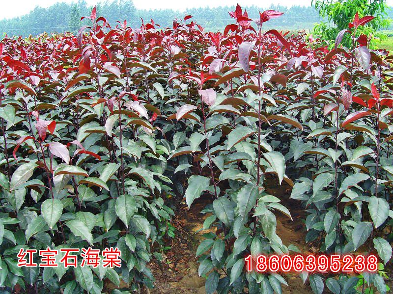 供應(yīng)園林綠化新樹種-紅葉海棠，凱爾斯、王族、絢麗、光輝、道格、鉆石