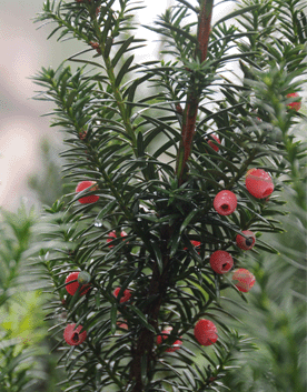 供應(yīng)冬紅果價(jià)格