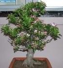 供應(yīng)板粟專業(yè)生產(chǎn)商 板粟種植基地批發(fā)報價電話