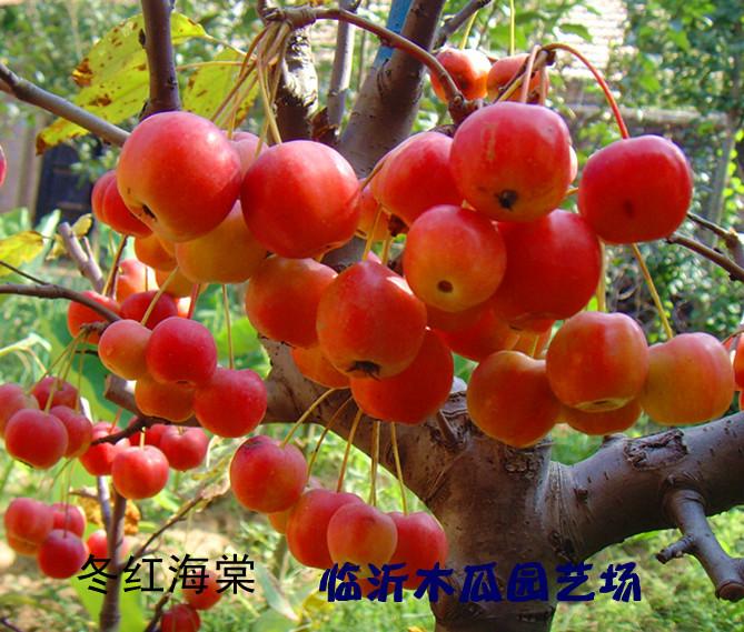 供應(yīng)冬紅果海棠，冬紅果苗,冬紅果海棠苗圃，