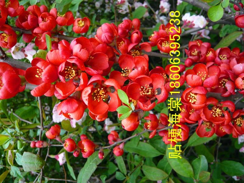 供應(yīng)蘋果西府海棠和木瓜西府海棠的區(qū)別在哪里？