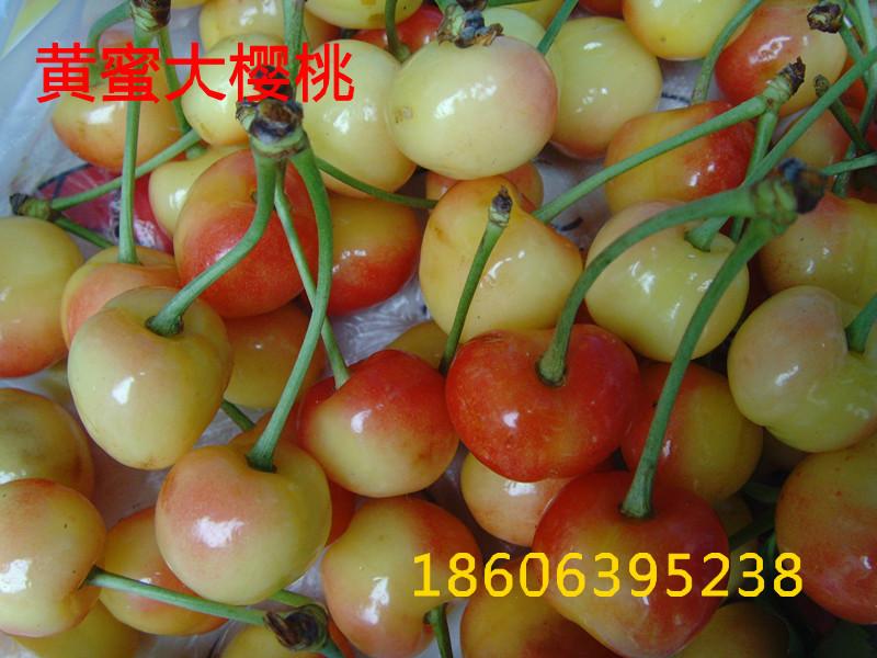 供應(yīng)臨沂大櫻桃樹苗