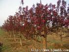 供應(yīng)冬紅果價(jià)格