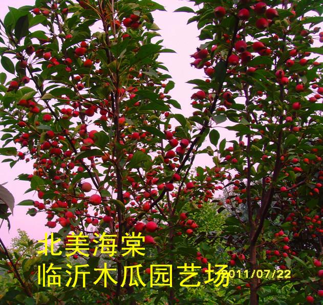 供應(yīng)紅葉北美海棠，北美海棠有多少個品種？