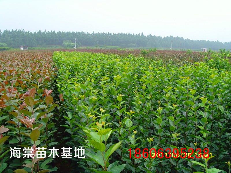供應(yīng)冬紅果海棠苗木哪里有售？山東臨沂苗木基地