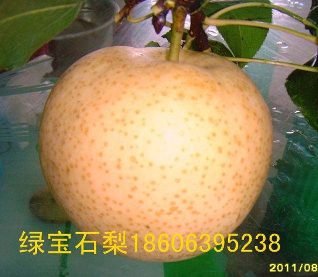 綠寶石梨樹苗圖片