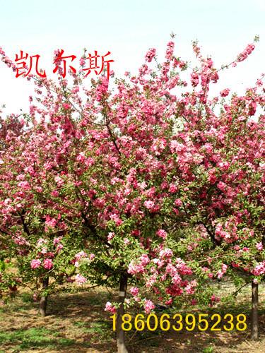 供應(yīng)北美海棠-凱爾斯，