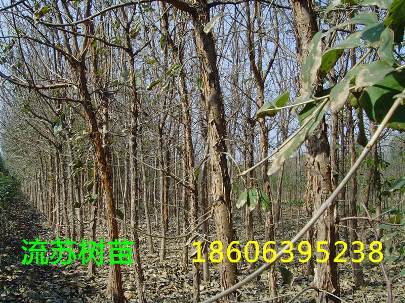 供應(yīng)桂花嫁接用砧木流蘇，流蘇樹，流蘇苗，流蘇種子